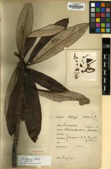Type specimen at Edinburgh (E). Abbay, B.: 5. Barcode: E00001008.