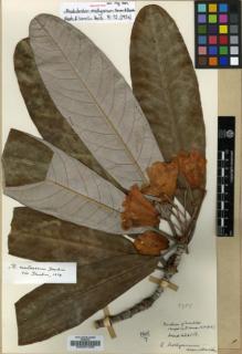 Type specimen at Edinburgh (E). Kingdon-Ward, Francis: 6261A. Barcode: E00001009.