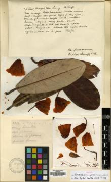 Type specimen at Edinburgh (E). Ludlow, Frank; Sherriff, George: 1386. Barcode: E00001010.