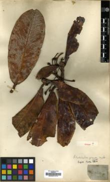 Type specimen at Edinburgh (E). Griffith, William: 2250. Barcode: E00001014.
