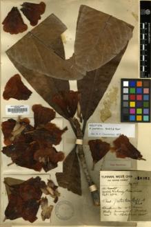 Type specimen at Edinburgh (E). Forrest, George: 16351. Barcode: E00001015.