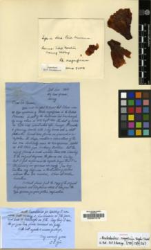 Type specimen at Edinburgh (E). Kingdon-Ward, Francis: 9200. Barcode: E00001018.