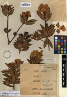 Type specimen at Edinburgh (E). McLaren, Henry: U33. Barcode: E00001021.