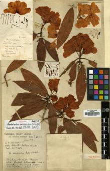 Type specimen at Edinburgh (E). Forrest, George: 11918. Barcode: E00001025.