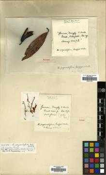 Type specimen at Edinburgh (E). Henry, Augustine: 11066A. Barcode: E00001029.