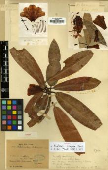 Type specimen at Edinburgh (E). Soulié, Jean: 1000. Barcode: E00001034.