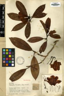 Type specimen at Edinburgh (E). Kingdon-Ward, Francis: 1566. Barcode: E00001037.