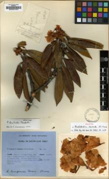 Type specimen at Edinburgh (E). Ludlow, Frank; Sherriff, George; Elliot, H.: 13746. Barcode: E00001053.
