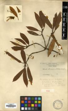 Type specimen at Edinburgh (E). Wilson, Ernest: 3425. Barcode: E00001055.