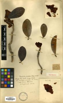 Type specimen at Edinburgh (E). Kingdon-Ward, Francis: 1567. Barcode: E00001063.