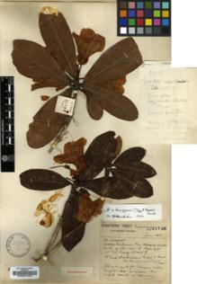 Type specimen at Edinburgh (E). Forrest, George: 21728. Barcode: E00001065.