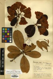 Type specimen at Edinburgh (E). Forrest, George: 21727. Barcode: E00001066.