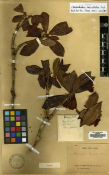 Type specimen at Edinburgh (E). Delavay, Pierre: 298. Barcode: E00001068.