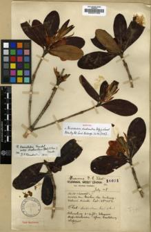 Type specimen at Edinburgh (E). Forrest, George: 16691. Barcode: E00001069.