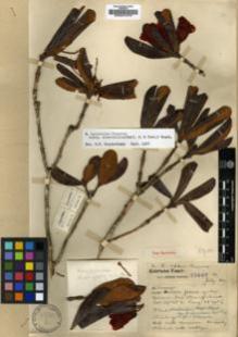 Type specimen at Edinburgh (E). Forrest, George: 25607. Barcode: E00001070.