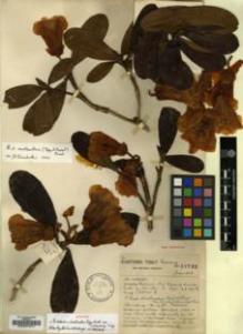 Type specimen at Edinburgh (E). Forrest, George: 21725. Barcode: E00001071.