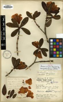 Type specimen at Edinburgh (E). Forrest, George: 14503. Barcode: E00001072.