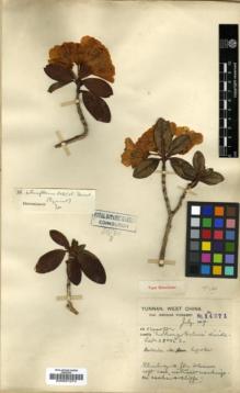Type specimen at Edinburgh (E). Forrest, George: 14271. Barcode: E00001074.