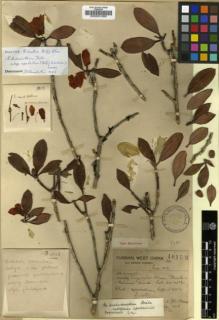 Type specimen at Edinburgh (E). Forrest, George: 18153. Barcode: E00001080.