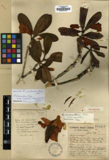 Type specimen at Edinburgh (E). Forrest, George: 18167. Barcode: E00001081.