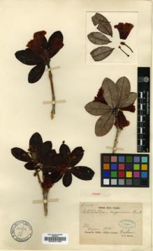 Type specimen at Edinburgh (E). Soulié, Jean: 1015. Barcode: E00001088.
