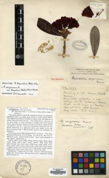 Type specimen at Edinburgh (E). Forrest, George: 5073. Barcode: E00001092.