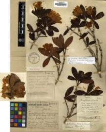 Type specimen at Edinburgh (E). Forrest, George: 19023. Barcode: E00001101.
