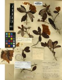 Type specimen at Edinburgh (E). Forrest, George: 14211. Barcode: E00001103.