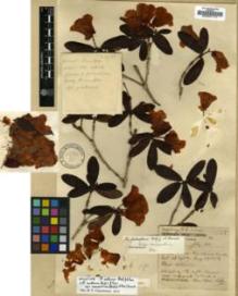 Type specimen at Edinburgh (E). Forrest, George: 18937. Barcode: E00001114.