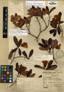 Type specimen at Edinburgh (E). Forrest, George: 16751. Barcode: E00001116.
