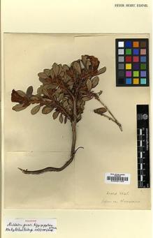 Type specimen at Edinburgh (E). Kingdon-Ward, Francis: 5845. Barcode: E00001134.