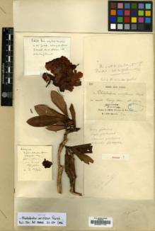 Type specimen at Edinburgh (E). Delavay, Pierre: 294. Barcode: E00001135.
