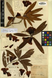 Type specimen at Edinburgh (E). Soulié, Jean: 1014. Barcode: E00001141.
