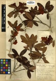 Type specimen at Edinburgh (E). Forrest, George: 21824. Barcode: E00001144.