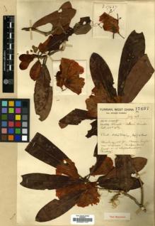 Type specimen at Edinburgh (E). Forrest, George: 17637. Barcode: E00001147.