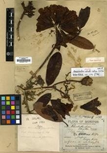 Type specimen at Edinburgh (E). Watt, George: 6893. Barcode: E00001151.