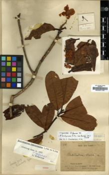 Type specimen at Edinburgh (E). Faurie, Urbain: 758. Barcode: E00001155.
