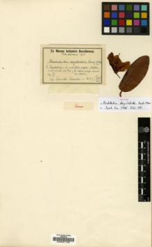 Type specimen at Edinburgh (E). Schneider, Camillo: 4083. Barcode: E00001158.