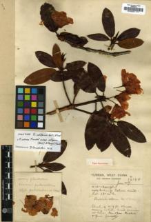 Type specimen at Edinburgh (E). Forrest, George: 14066. Barcode: E00001171.