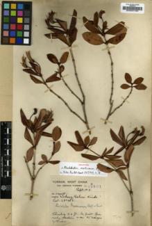 Type specimen at Edinburgh (E). Forrest, George: 13301. Barcode: E00001183.