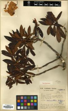 Type specimen at Edinburgh (E). Forrest, George: 19810. Barcode: E00001187.