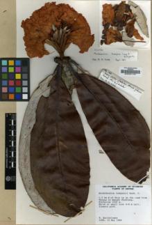 Type specimen at Edinburgh (E). Bartholomew, Bruce: 1668. Barcode: E00001191.