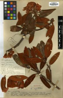 Type specimen at Edinburgh (E). Kingdon-Ward, Francis: 5111. Barcode: E00001194.