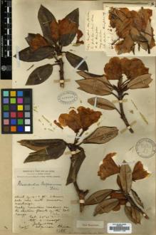Type specimen at Edinburgh (E). Forrest, George: 4166. Barcode: E00001199.