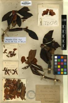 Type specimen at Edinburgh (E). Delavay, Pierre: 160. Barcode: E00001203.