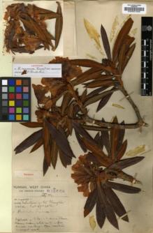 Type specimen at Edinburgh (E). Forrest, George: 12609. Barcode: E00001206.