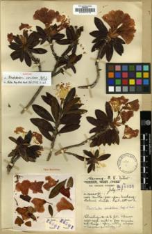 Type specimen at Edinburgh (E). Forrest, George: 14501. Barcode: E00001213.