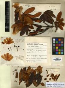 Type specimen at Edinburgh (E). Forrest, George: 14718. Barcode: E00001214.