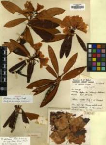 Type specimen at Edinburgh (E). Forrest, George: 16745. Barcode: E00001219.