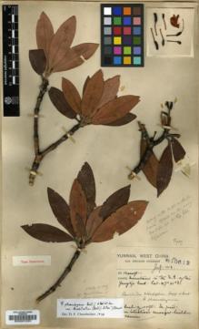 Type specimen at Edinburgh (E). Forrest, George: 10612. Barcode: E00001233.